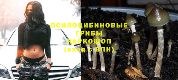 ГАЛЛЮЦИНОГЕННЫЕ ГРИБЫ Новозыбков